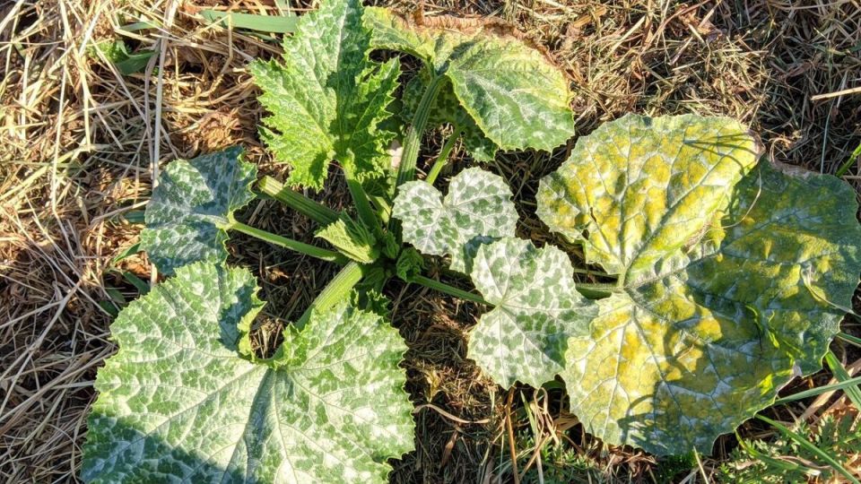 Что происходит с кабачками? Секреты ухода и болезни, которые стоит знать