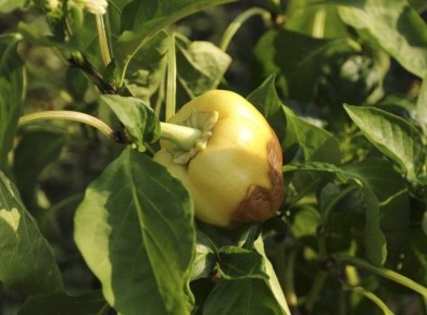 Как предотвратить вершинную гниль перцев: советы для садоводов