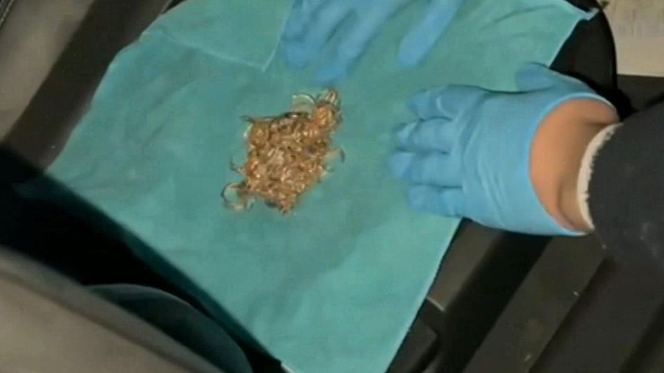 В Московской области полицейские задержали пятерых иностранцев подозреваемых в кражах, которые те, кстати, совершали в других регионах