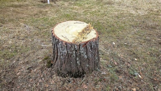 Как эффективно избавиться от пня на участке: метод Циолковского