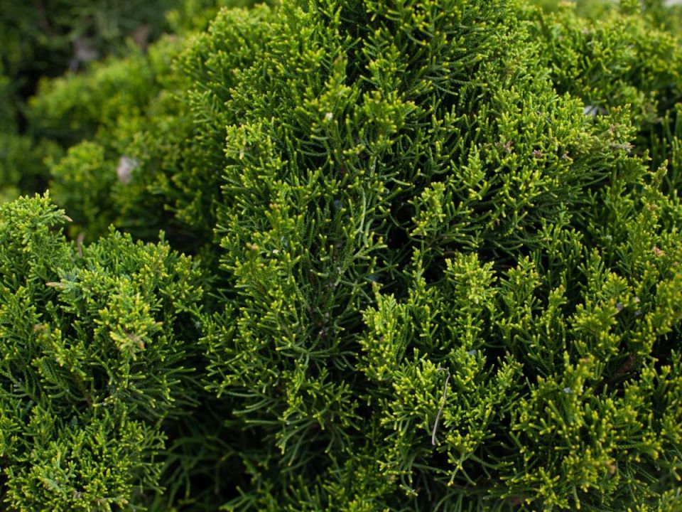 Как вернуть туе зелёный цвет после зимы: секреты ухода и правильные удобрения