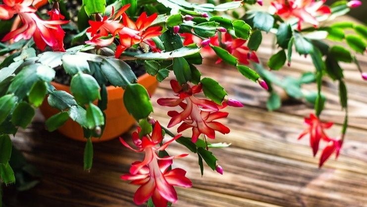 Секреты цветения декабриста: как добиться максимального результата