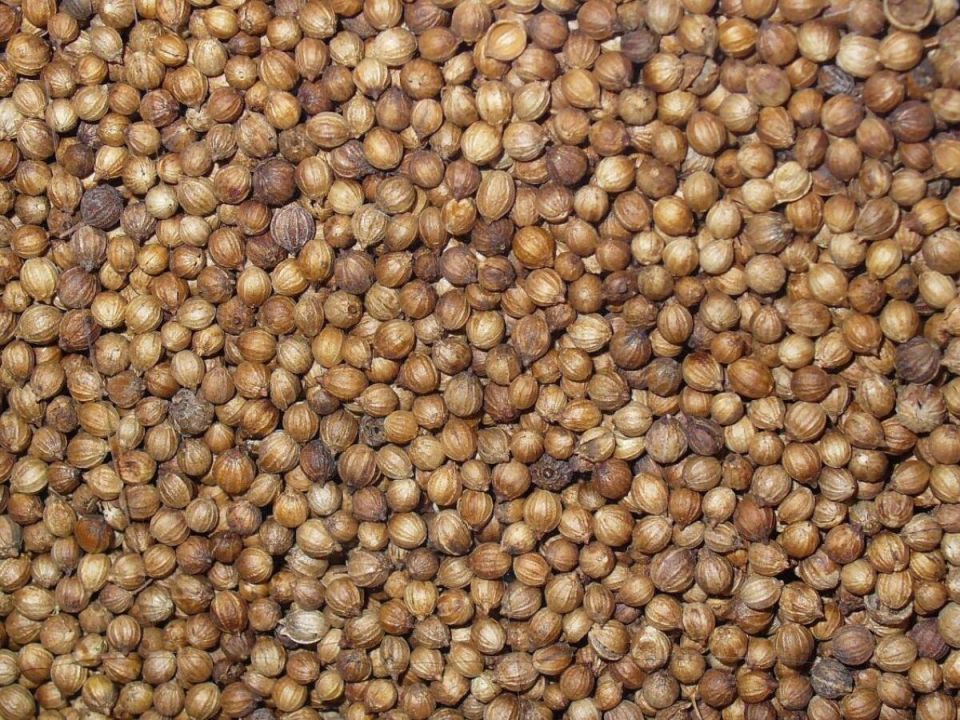 Как вырастить кориандр: секреты для ароматного урожая