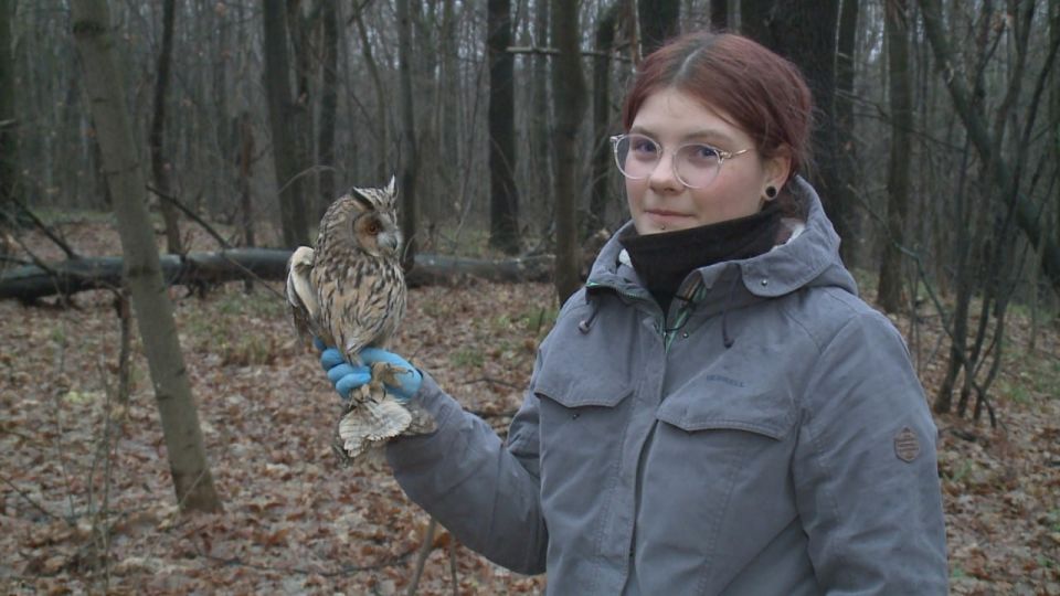 Под Рязанью в естественную среду обитания сегодня выпустили ушастую сову