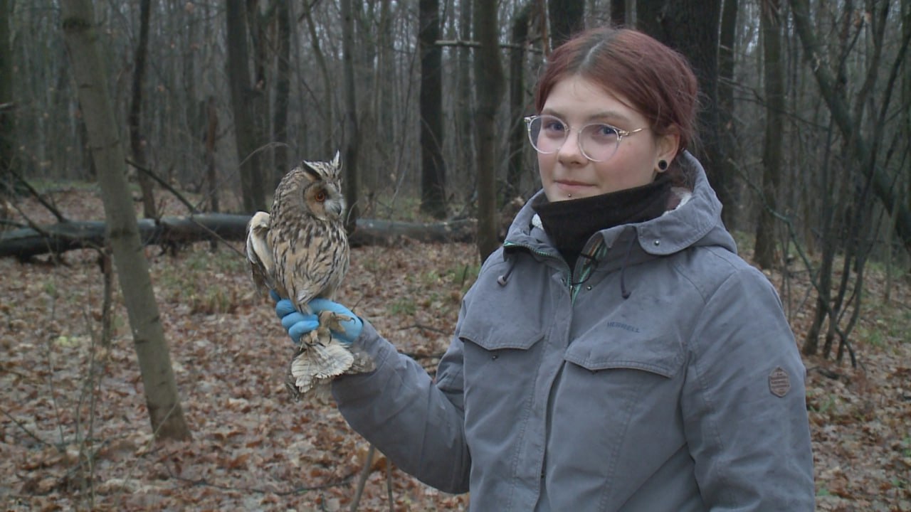 Под Рязанью в естественную среду обитания сегодня выпустили ушастую сову