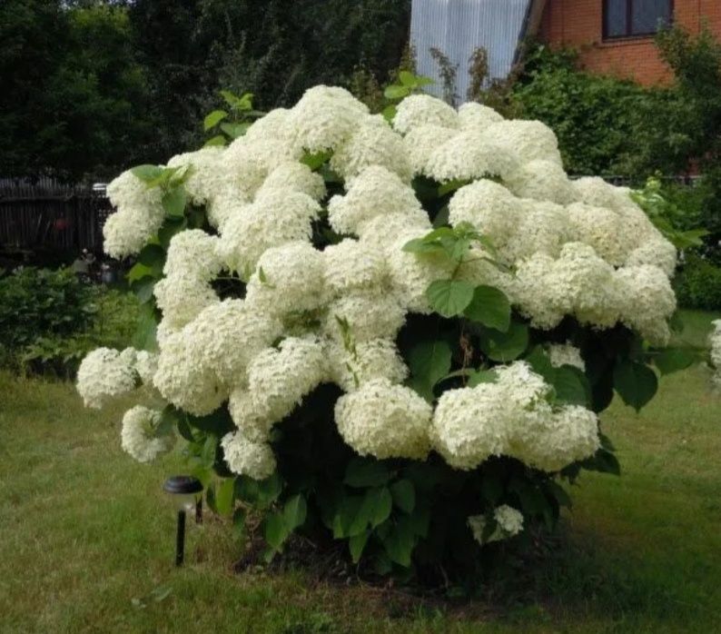 Что делать в саду в конце лета: актуальные советы для садоводов