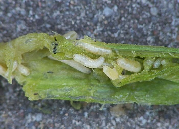 Эффективные средства защиты растений: народные рецепты