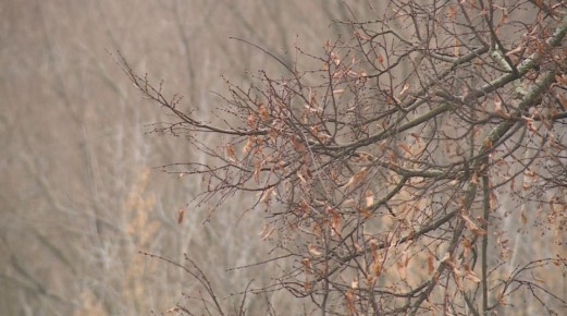 Первый день зимы принёс в Рязанскую область пасмурную погоду