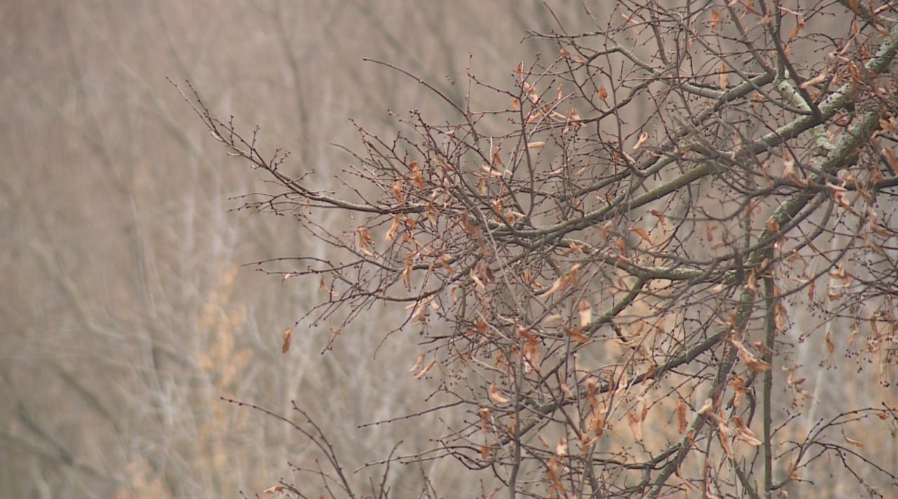 Первый день зимы принёс в Рязанскую область пасмурную погоду