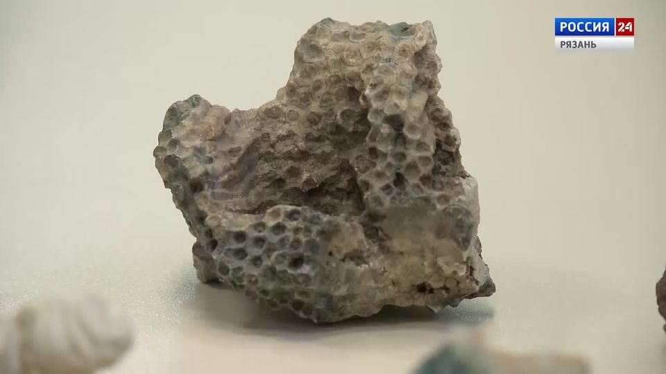 Актуальная тема – Неделя палеонтологии