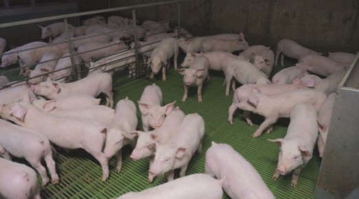 Из Рязанской области впервые отправлена партия племенных хрячков в Армению