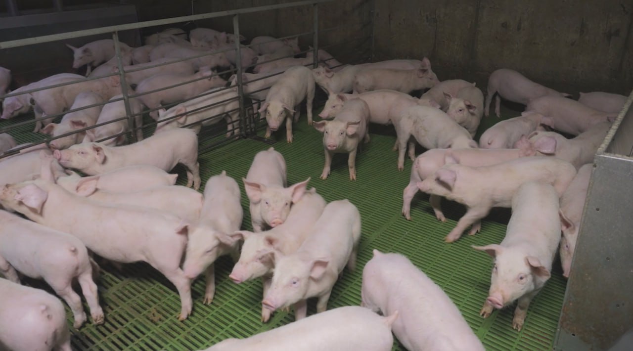 Из Рязанской области впервые отправлена партия племенных хрячков в Армению