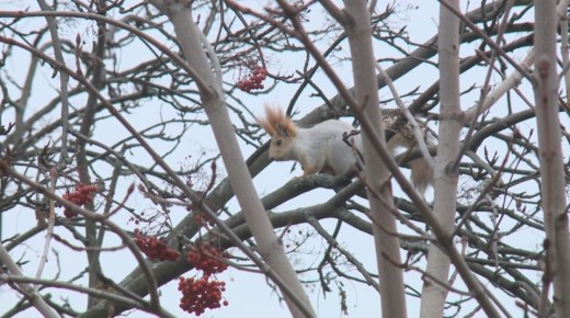 Наступление климатической зимы в Центральной России откладывается