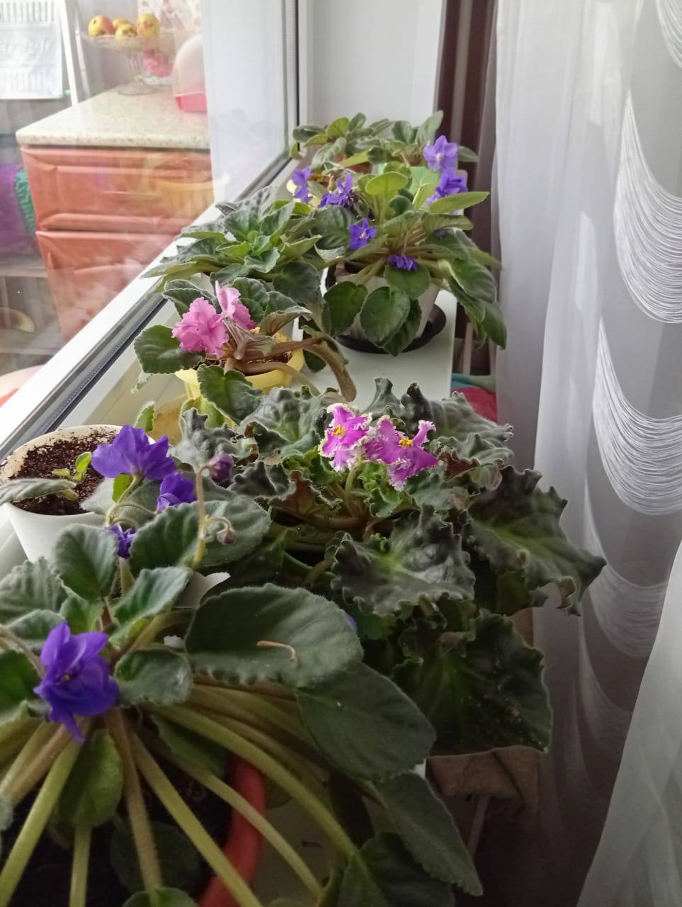 Лица избирательной системы Лица избирательной системы