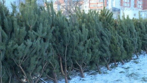 � ������ ��������� ������� ������