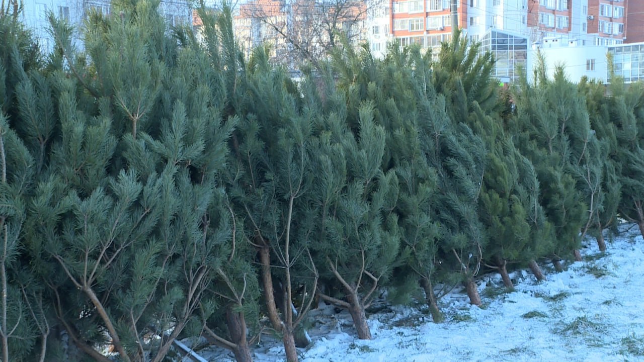 В Рязани открылись елочные базары