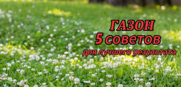 Как создать идеальный газон: советы для вашего сада