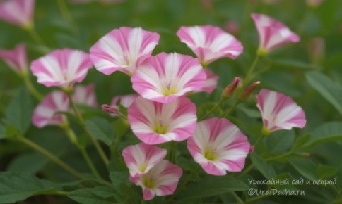 Как справиться с агрессивным вьюнком: эффективные стратегии борьбы на вашем участке