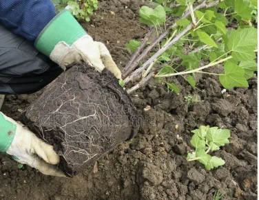 Почему сентябрь – идеальное время для посадки смородины: все секреты успеха