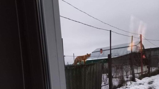 ������ ���� �������� ���������� ������ ���������� �� ��������� ��� � ������ �����