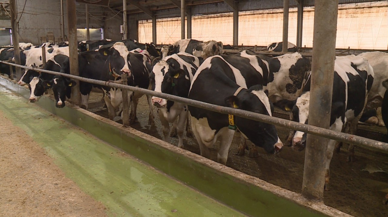 Рязанская область бьет рекорды по производству молока