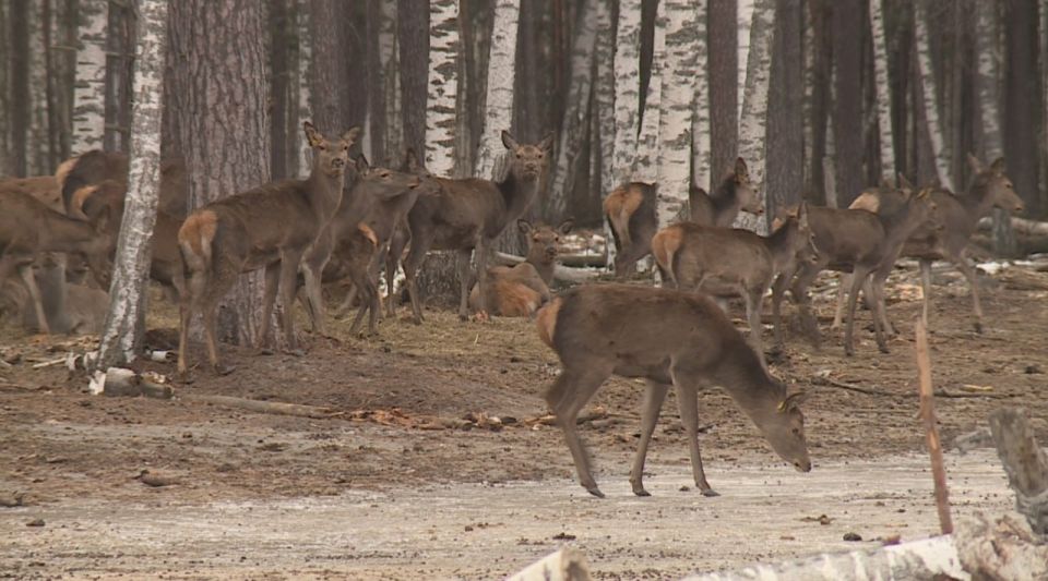 � �������������� � ����������� ��� ������������� ����� ������� �������������