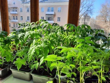 ������: ������� ��������� ����������� ������� � 2025 ����