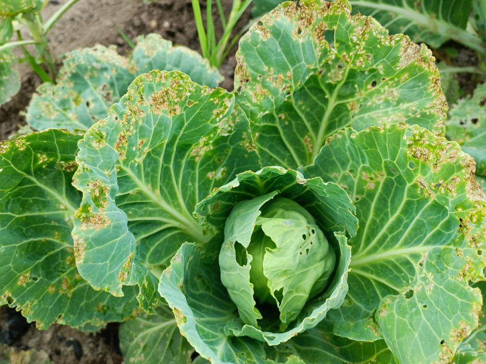 ������ ���� ������� �� ������ �������? 5 ���������������� ������