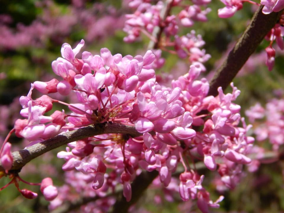 ���������: ������� ������, ������� ������� ��� ���