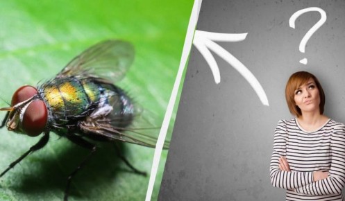 Легко и быстро: как навести порядок на кухне и избавиться от мух