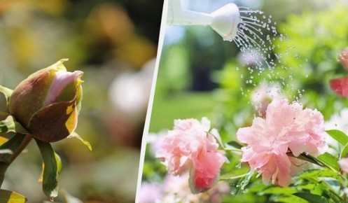 ������ ����� �� ������: 5 ������ � ����������� �������