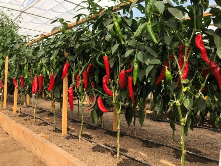 ����� ���������� �������� �����: �������, � ������� ����� ����� ��������