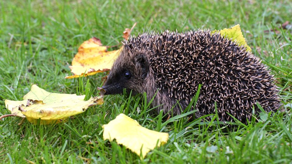 ��� ������� ����, ����� ������