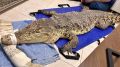 Рязанские ветеринары прооперировали циркового крокодила