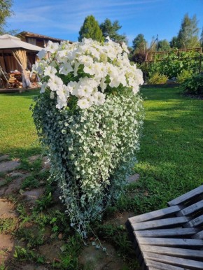 Дихондра: как создать удивительный водопад на балконе и в саду