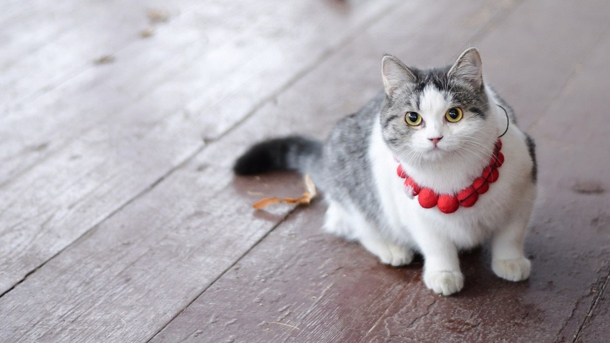 Кошку Ефросинью – жительницу Рязанского областного научно-методического центра народного творчества – номинировали на международную премию «Мой ласковый и нежный зверь»