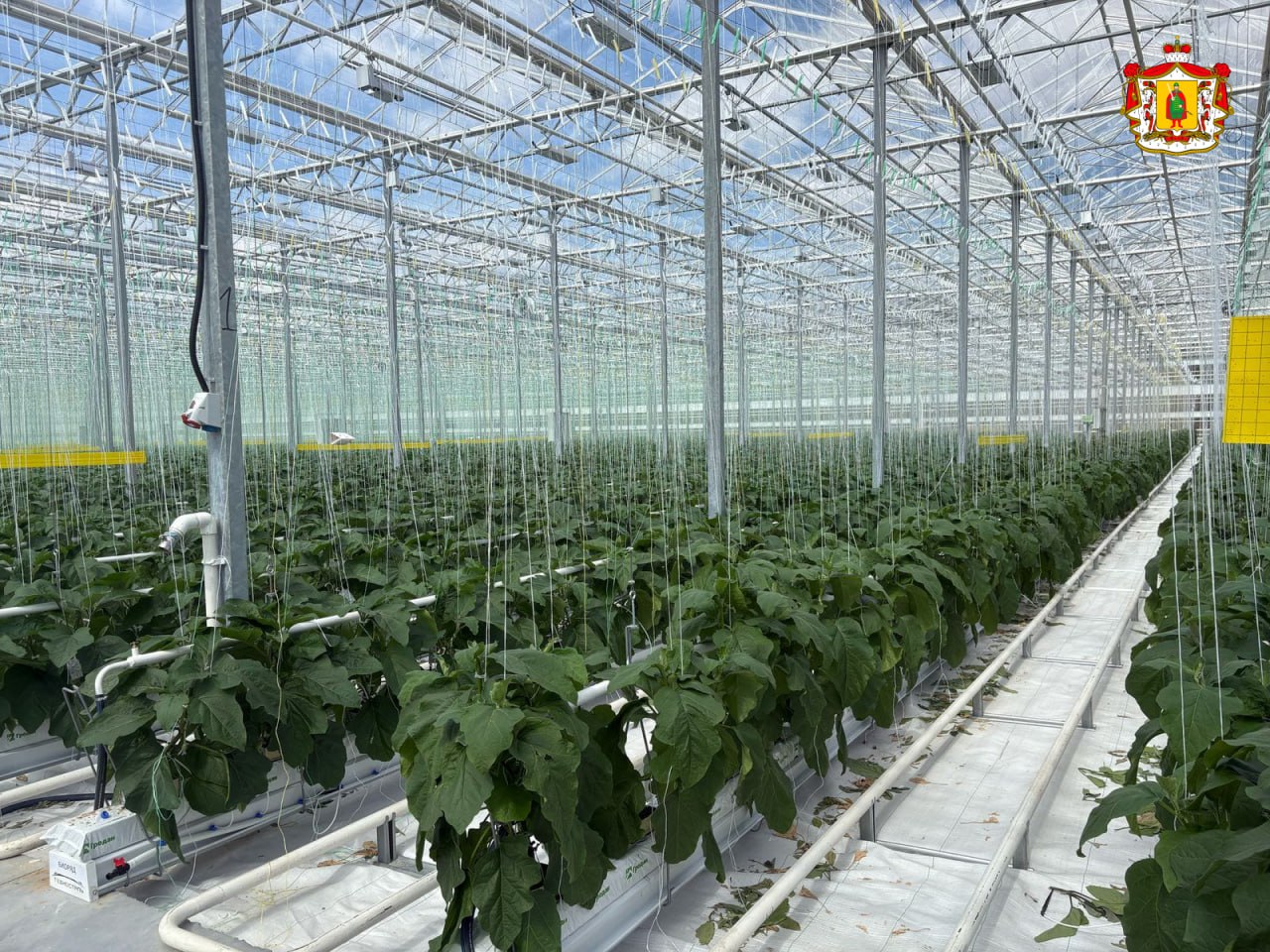 В Рязанской области выросло производство тепличных овощей