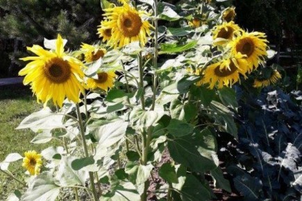 ������������ ������: ������� ��������� ������������ � ��������������� ������