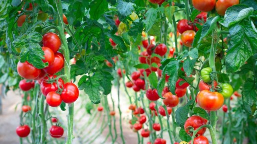 ������ �������������� ������ ���������� ������� �����������: 5 �������� �����������