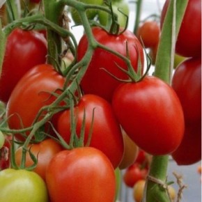 ����� ������: ��������� ����� ��� ��������� ������ ������