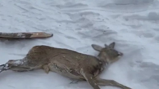 � ��������� ������������� ��������� � �������� �����������