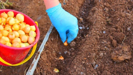 Грядка под озимый лук: как правильно подготовить почву заранее