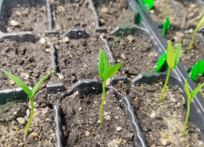 ������ ������ ������ �� �������: ���� ������� ��������