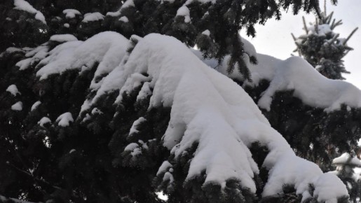 По данным регионального управления МЧС, 26 января в Рязанской области будет облачно с прояснениями, преимущественно без осадков