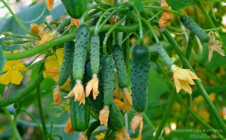 ������ ��� ������ �� ������������� ��������� � ����������� ������