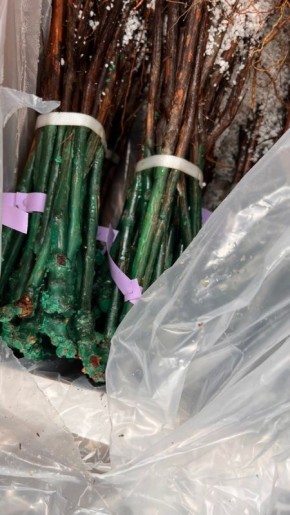 ����� �������� ��������� �� ����� 2026 ����: ��������� �� ����� ����