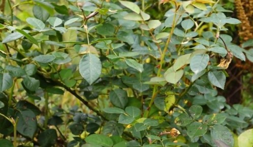 ��� ��������� ���� ����� ��� �������: ����� ������ � �������