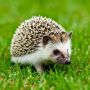 Почему не стоит гладить ёжиков на даче и как сохранять спокойствие вокруг них