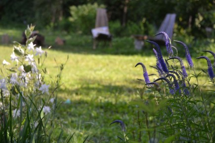 Садовые волнения: как выбрать идеальные розы для цветника