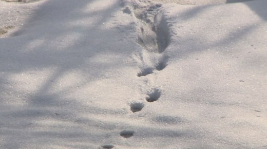 � ������� �������� ���� ����� ��������